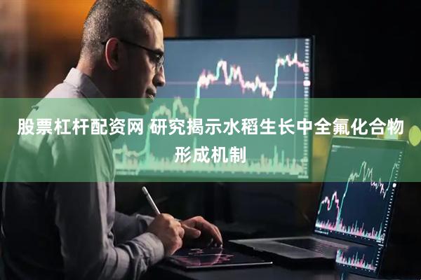 股票杠杆配资网 研究揭示水稻生长中全氟化合物形成机制