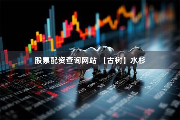 股票配资查询网站 【古树】水杉